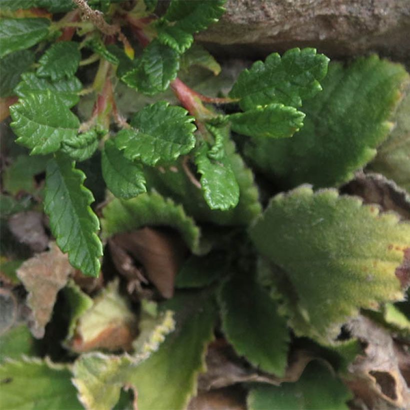Keltalapinvuokko - Dryas x suendermannii (Lehvistö)