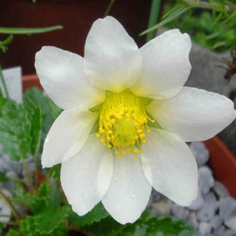 Keltalapinvuokko - Dryas x suendermannii (Kukinta)