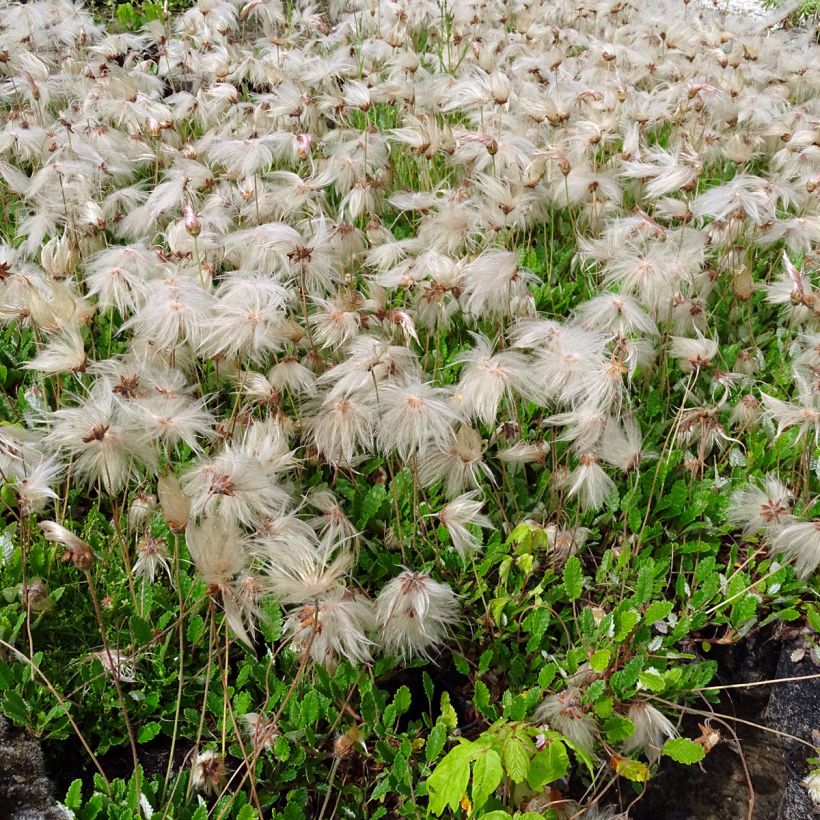 Keltalapinvuokko - Dryas x suendermannii (Kasvutapa)