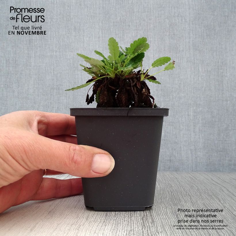 Esimerkki syksyllä toimitetusta Keltalapinvuokko - Dryas x suendermannii 8/9 cm taimiruukku-taimesta