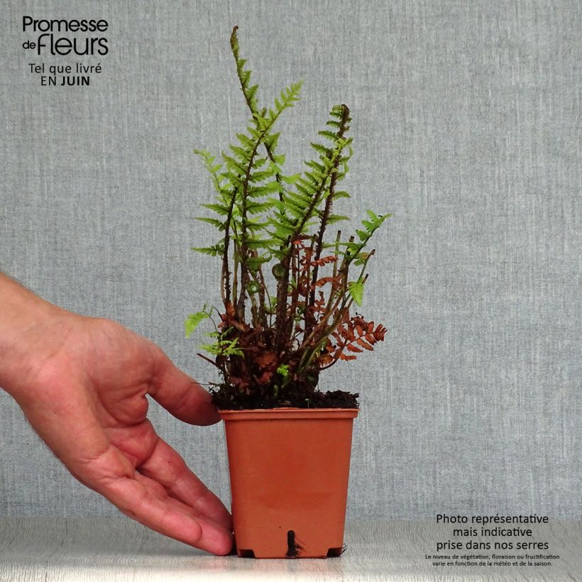 Esimerkki kesällä toimitetusta Norjanalvejuuri - Dryopteris affinis Taimiruukku 8/9 cm-taimesta