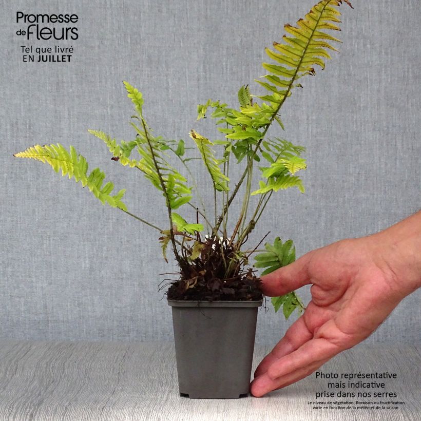 Esimerkki kesällä toimitetusta Alvejuure - Dryopteris cycadina Godet de 8/9 cm-taimesta