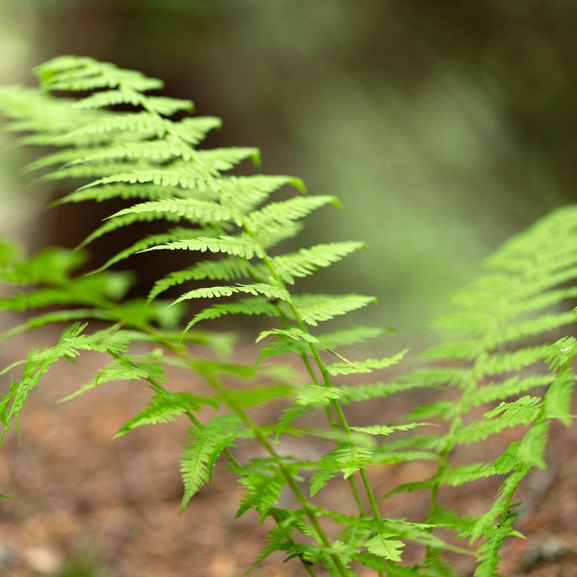Metsäalvejuuri - Dryopteris carthusiana (Lehvistö)