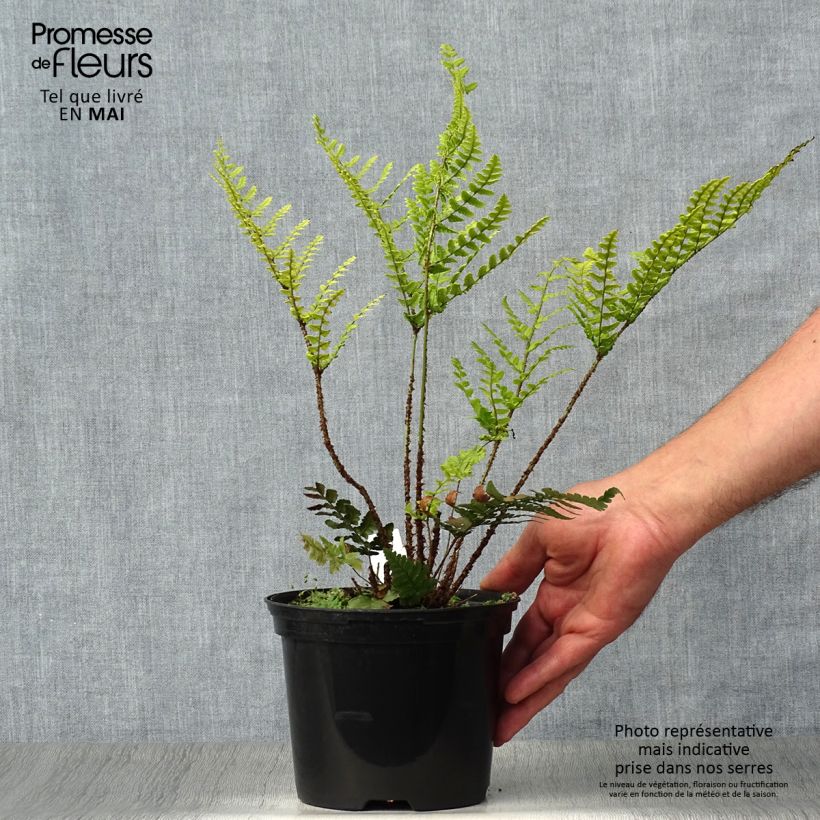 Esimerkki keväällä toimitetusta Alvejuure - Dryopteris championii Pot de 2L/3L-taimesta