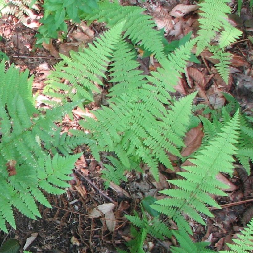 Alvejuure - Dryopteris clintoniana (Lehvistö)