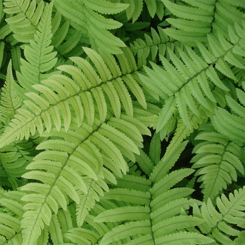 Alvejuure - Dryopteris cycadina (Lehvistö)