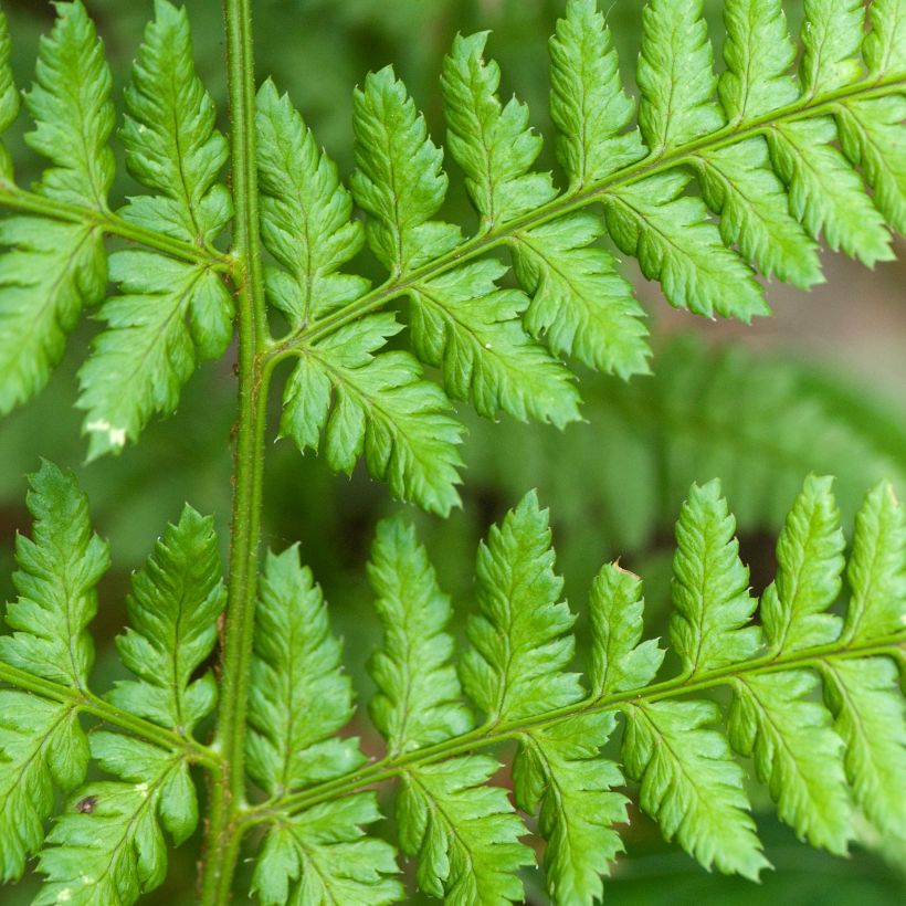 Etelänalvejuuri - Dryopteris dilatata (Lehvistö)
