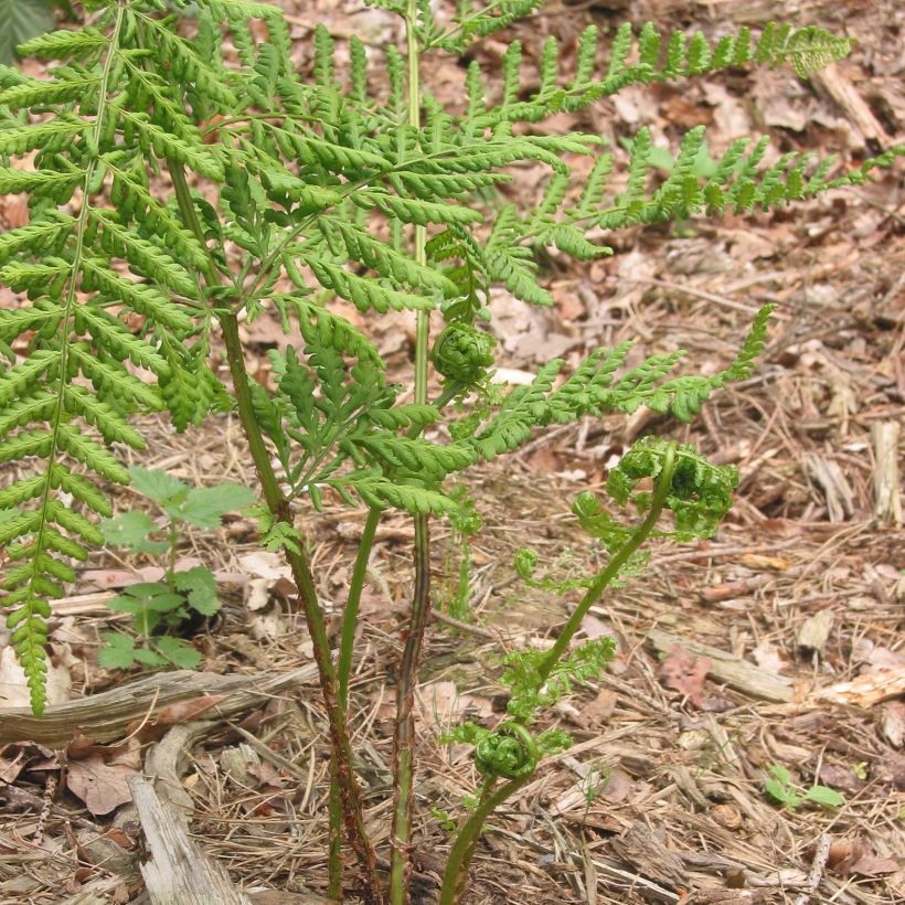 Etelänalvejuuri - Dryopteris dilatata (Kasvutapa)