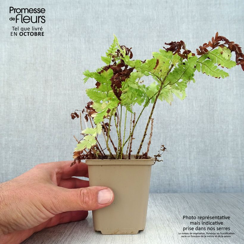 Esimerkki syksyllä toimitetusta Etelänalvejuuri - Dryopteris dilatata 8/9 cm taimiruukku-taimesta