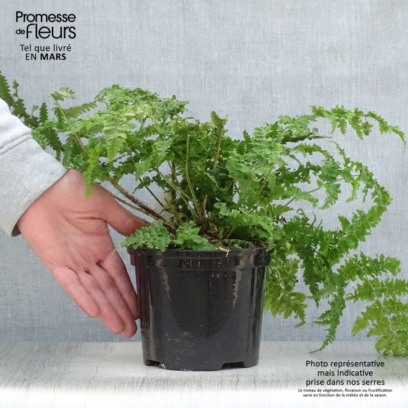 Esimerkki keväällä toimitetusta Etelänalvejuuri - Dryopteris dilatata Pot de 2L/3L-taimesta