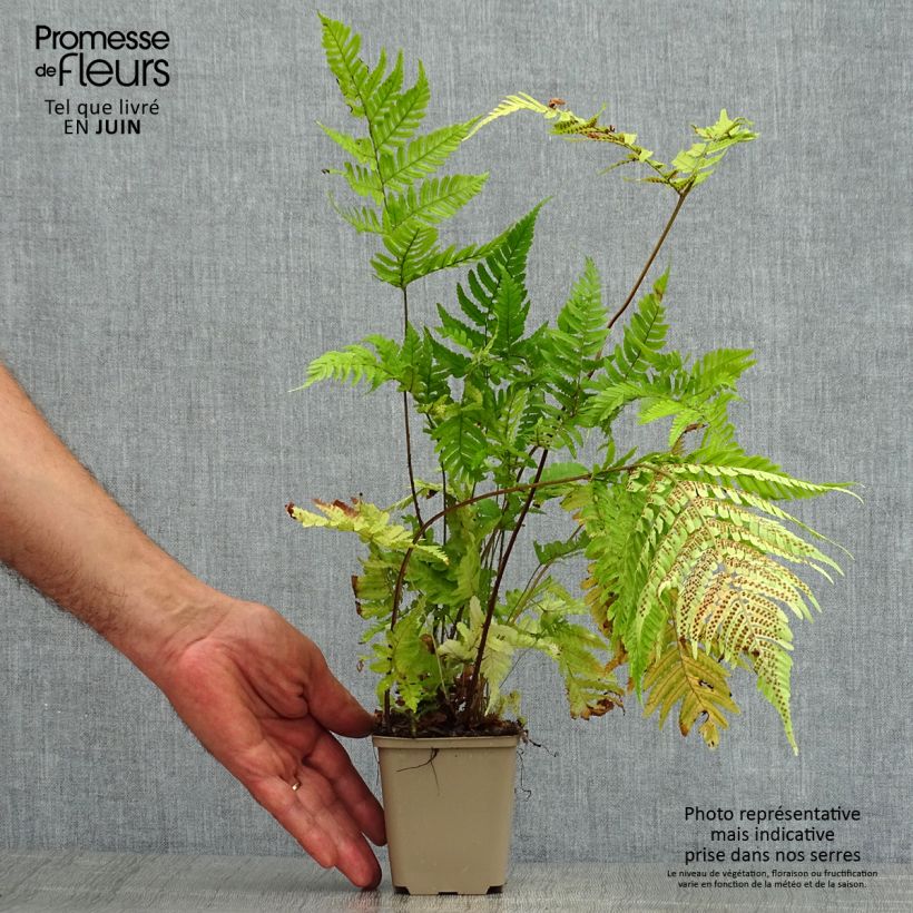 Esimerkki kesällä toimitetusta Ruska-alvejuuri - Dryopteris erythrosora Taimiruukku 8/9 cm-taimesta