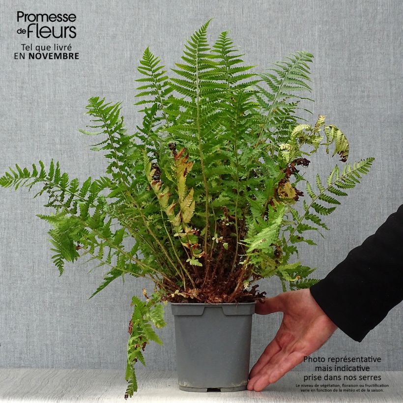 Esimerkki syksyllä toimitetusta Ruska-alvejuuri - Dryopteris erythrosora 2 litran/3 litran ruukku-taimesta