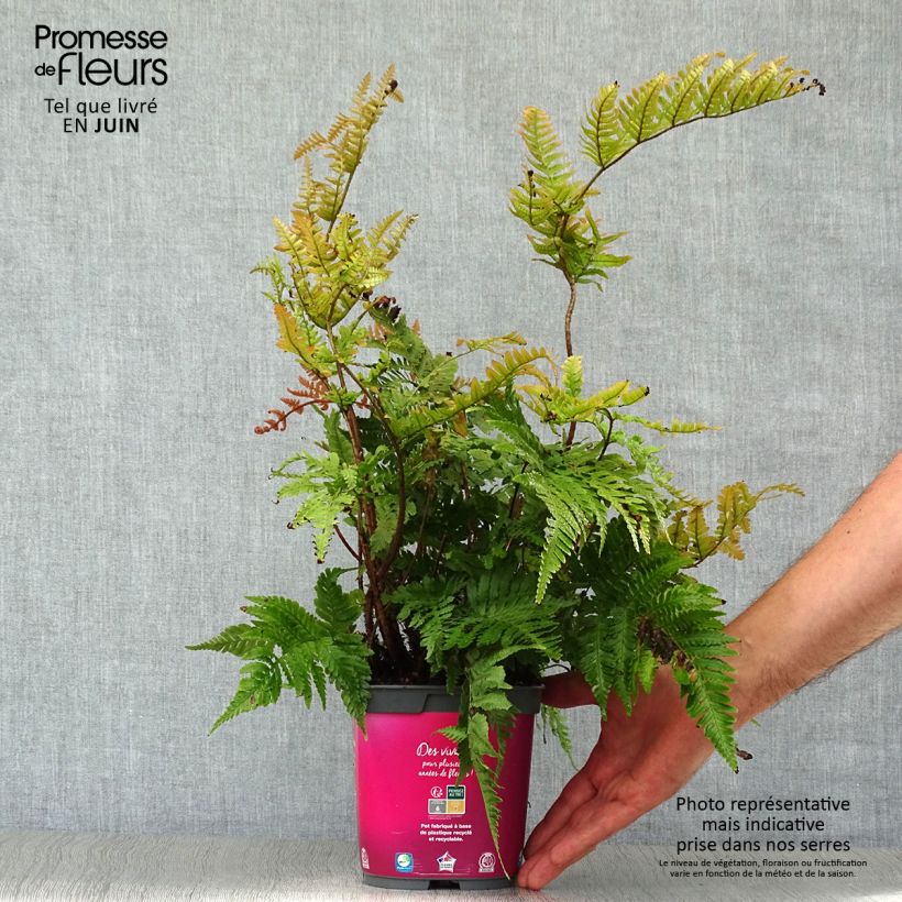 Esimerkki kesällä toimitetusta Ruska-alvejuuri - Dryopteris erythrosora Ruukku 2L / 3L-taimesta