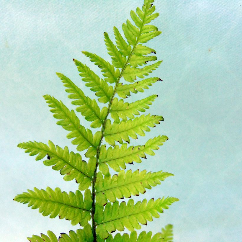 Kivikkoalvejuuri - Dryopteris filix-mas (Lehvistö)