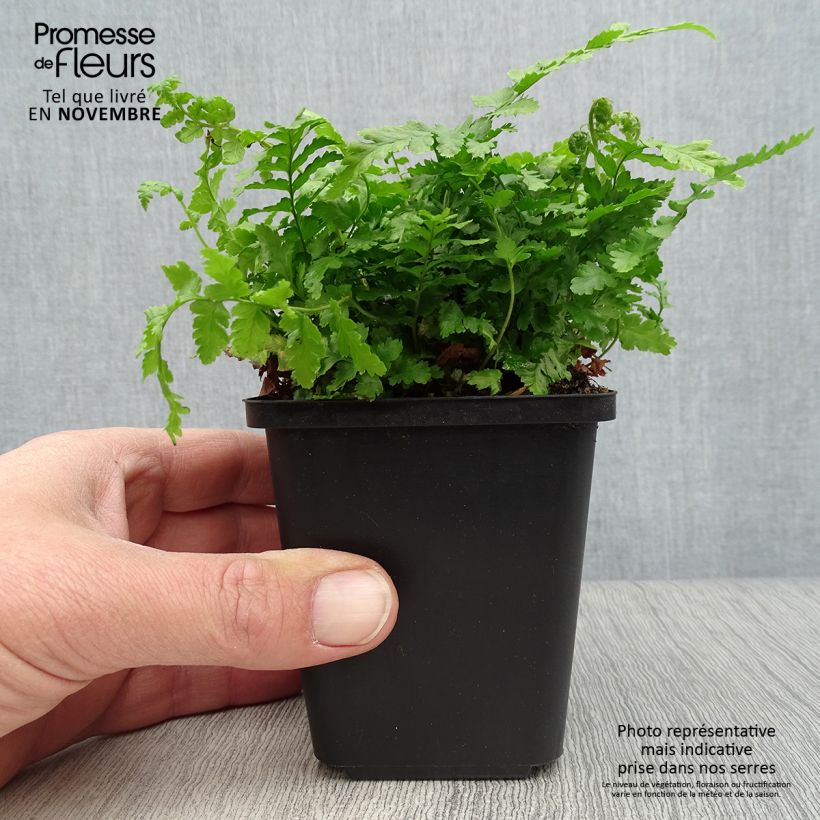Esimerkki syksyllä toimitetusta Kivikkoalvejuuri - Dryopteris filix-mas 8/9 cm taimiruukku-taimesta