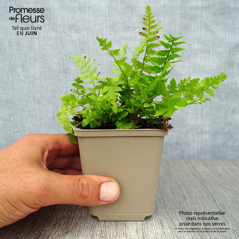 Esimerkki kesällä toimitetusta Kivikkoalvejuuri - Dryopteris filix-mas Godet de 8/9 cm-taimesta