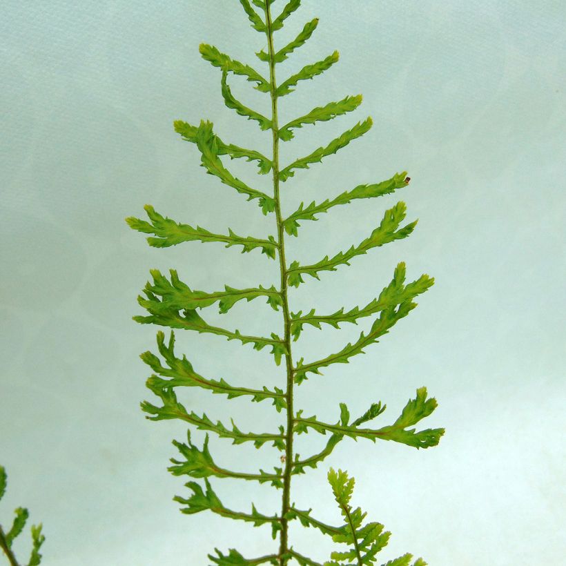 Kivikkoalvejuuri Linearis Polydactyla (Lehvistö)