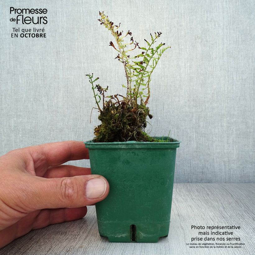 Esimerkki syksyllä toimitetusta Kivikkoalvejuuri Linearis Polydactyla 8/9 cm taimiruukku-taimesta