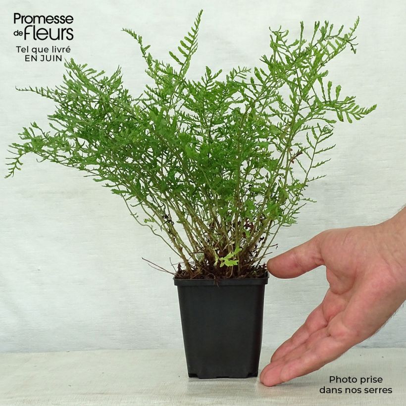 Esimerkki kesällä toimitetusta Kivikkoalvejuuri Linearis Polydactyla Taimiruukku 8/9 cm-taimesta