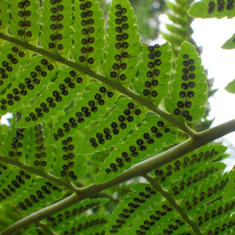 Kelta-alvejuuri - Dryopteris goldieana (Lehvistö)