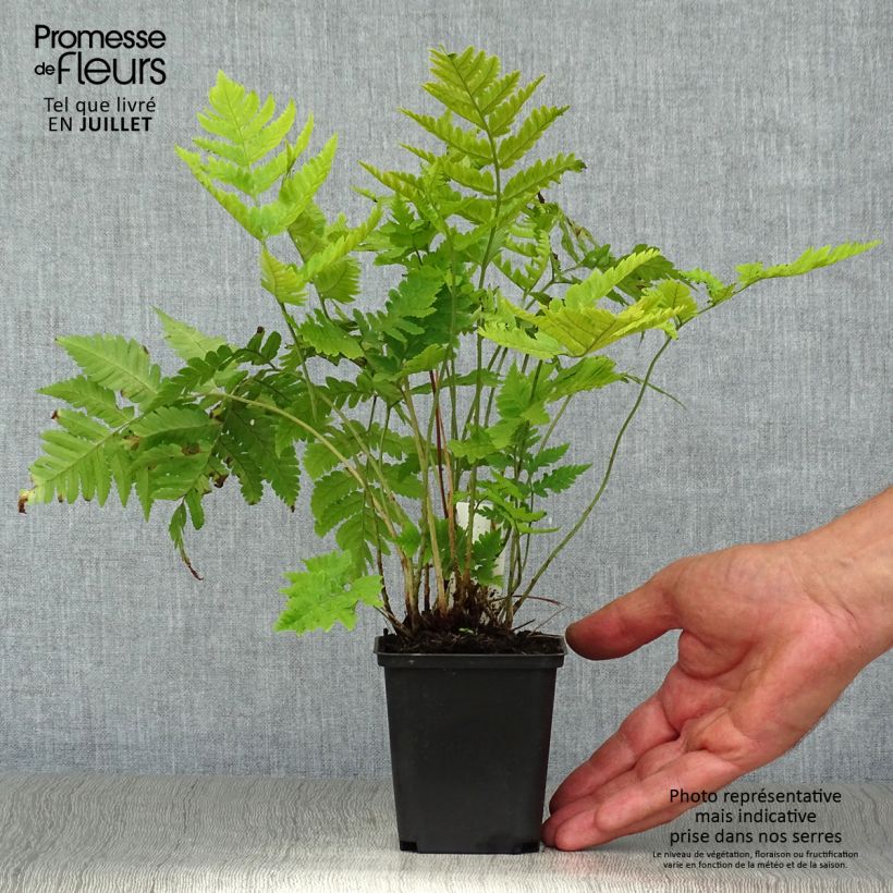 Esimerkki kesällä toimitetusta Kelta-alvejuuri - Dryopteris goldieana Godet de 8/9 cm-taimesta