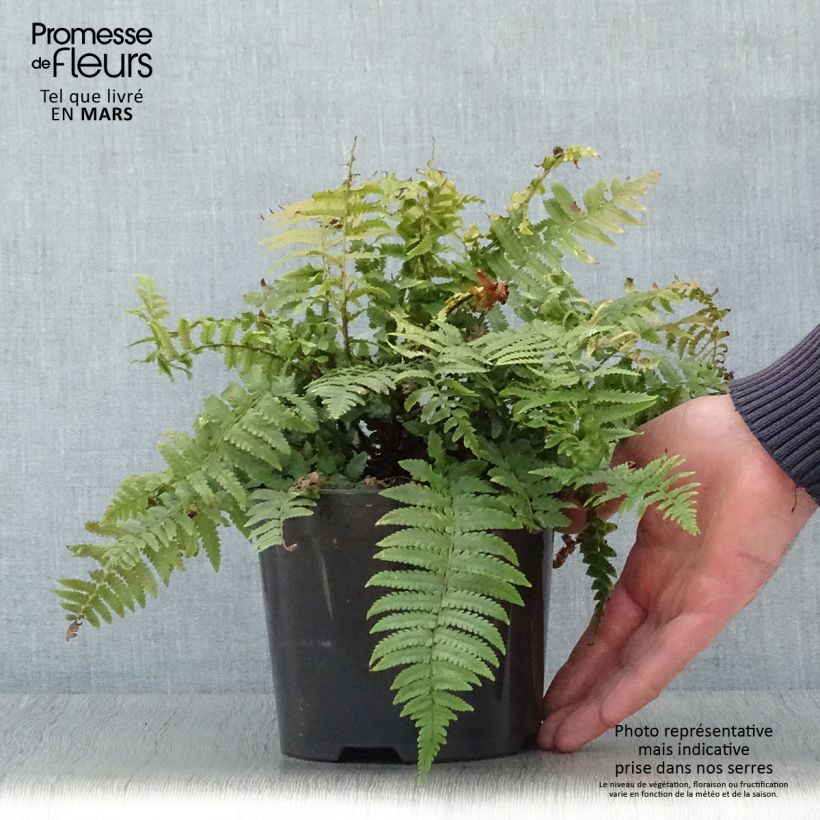 Esimerkki keväällä toimitetusta Alvejuure - Dryopteris kuratae Pot de 2L/3L-taimesta