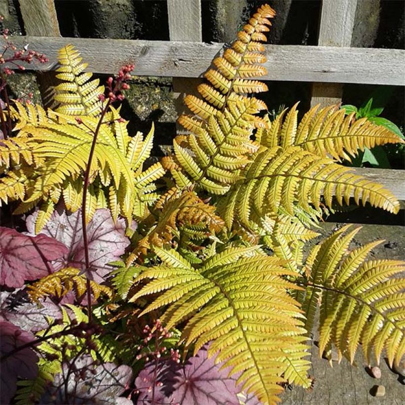 Alvejuure - Dryopteris lepidopoda (Lehvistö)