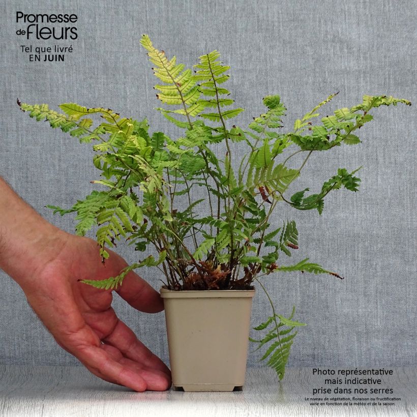Esimerkki kesällä toimitetusta Alvejuure - Dryopteris lepidopoda Taimiruukku 8/9 cm-taimesta