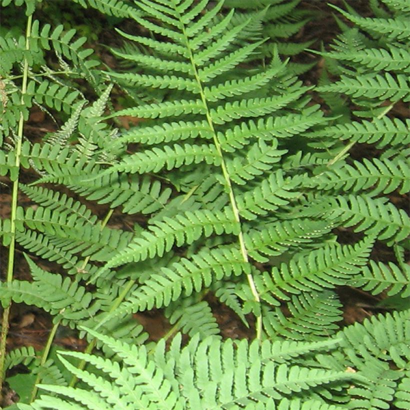 Alvejuure - Dryopteris marginalis (Lehvistö)