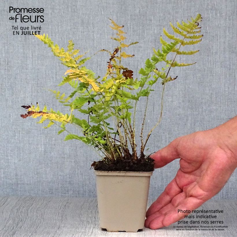 Esimerkki kesällä toimitetusta Alvejuure - Dryopteris marginalis Godet de 8/9 cm-taimesta