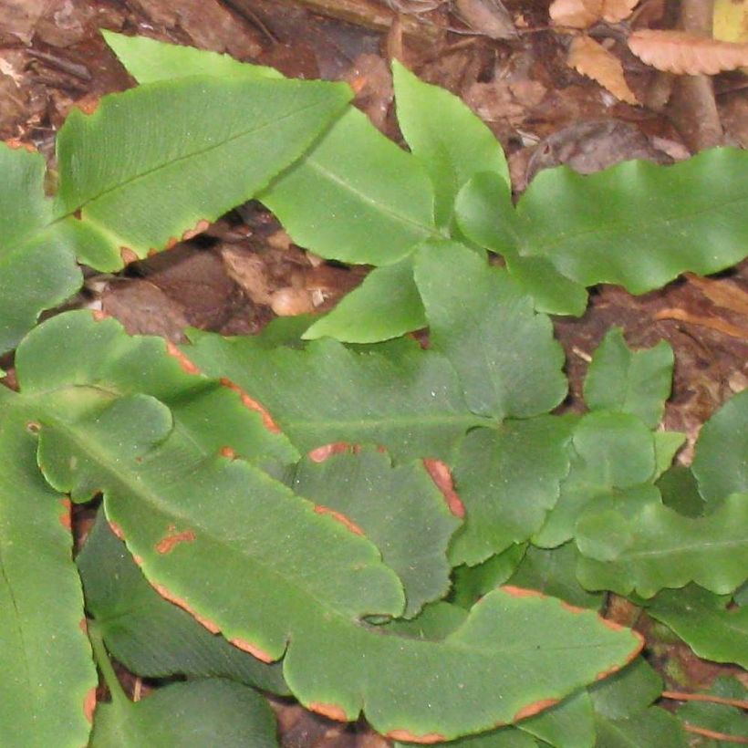 Alvejuure - Dryopteris sieboldii (Lehvistö)