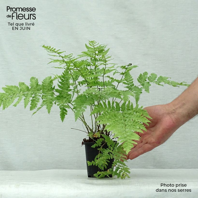 Esimerkki kesällä toimitetusta Alvejuure - Dryopteris stewartii Godet de 8/9 cm-taimesta