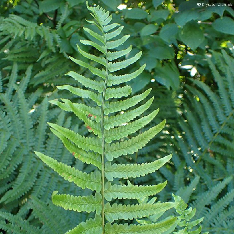 Alvejuure - Dryopteris tokyoensis (Lehvistö)