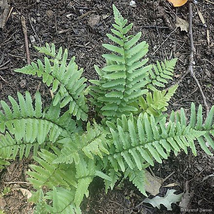 Alvejuure - Dryopteris tokyoensis (Kasvutapa)