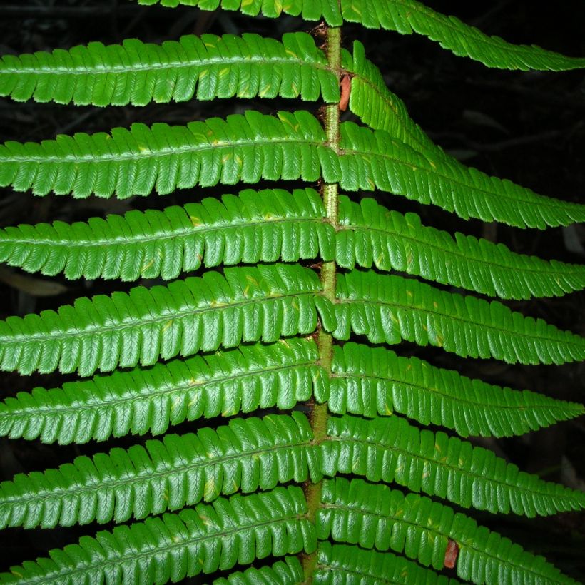 Alvejuure - Dryopteris wallichiana (Lehvistö)