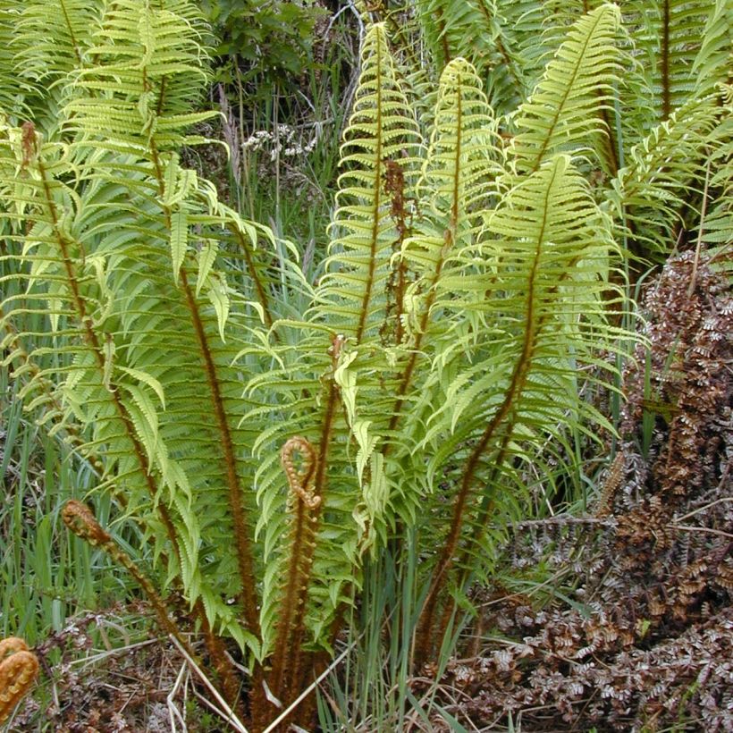 Alvejuure - Dryopteris wallichiana (Kasvutapa)