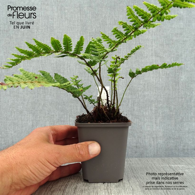 Esimerkki kesällä toimitetusta Alvejuure - Dryopteris wallichiana Taimiruukku 8/9 cm-taimesta