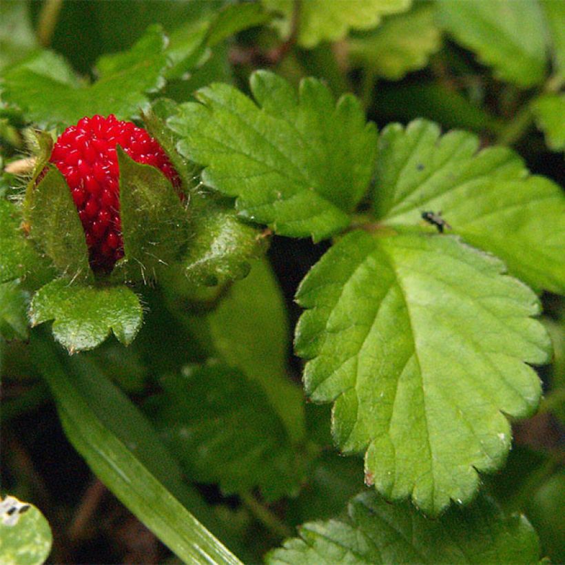 Intianhanhikki - Duchesnea indica (Lehvistö)