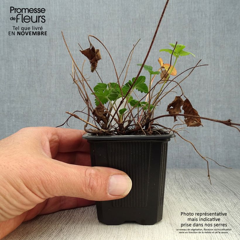 Esimerkki syksyllä toimitetusta Intianhanhikki - Duchesnea indica 8/9 cm taimiruukku-taimesta