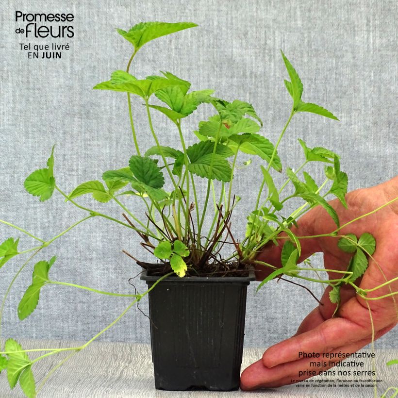 Esimerkki kesällä toimitetusta Intianhanhikki - Duchesnea indica Godet de 8/9 cm-taimesta