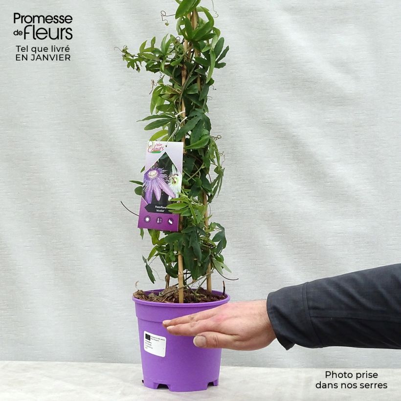 Esimerkki talvella toimitetusta Kärsimyskukka Purple Passion and Constance Elliott 2 litran/3 litran ruukku-taimesta