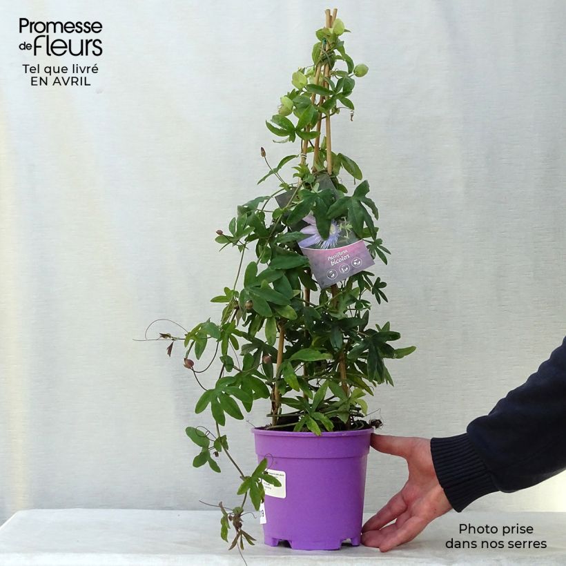 Esimerkki keväällä toimitetusta Kärsimyskukka Purple Passion and Constance Elliott Pot de 2L/3L-taimesta