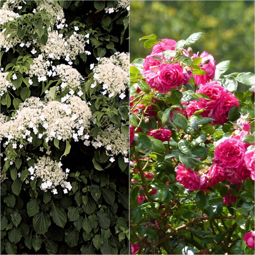 Pitsi-duo - Ruusu Laguna + hortensia petiolaris (Kukinta)