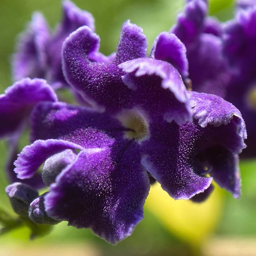Kultakastepensas - Duranta repens (Kukinta)
