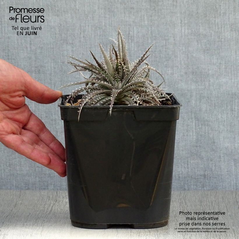 Esimerkki kesällä toimitetusta Dyckia Brittle Star Pot de 3L/4L-taimesta