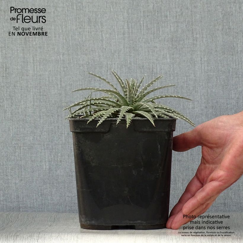 Esimerkki syksyllä toimitetusta Dyckia Brittle Star 3 litran/4 litran ruukku-taimesta