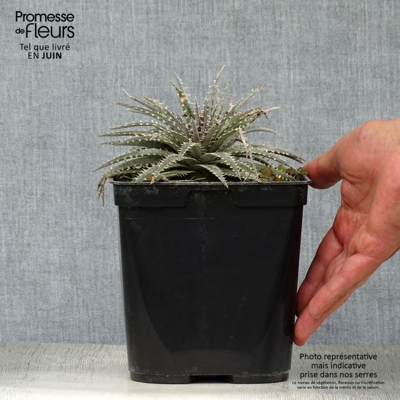 Esimerkki kesällä toimitetusta Dyckia Grand Marnier Pot de 2L/3L-taimesta