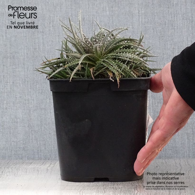 Esimerkki syksyllä toimitetusta Dyckia Grand Marnier 2 litran/3 litran ruukku-taimesta