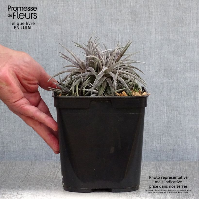 Esimerkki kesällä toimitetusta Dyckia Pale Rider Pot de 2L/3L-taimesta