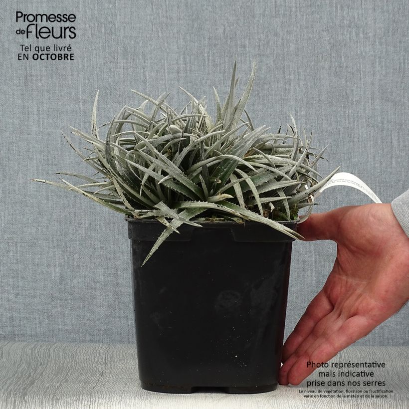 Esimerkki syksyllä toimitetusta Dyckia Pale Rider 2 litran/3 litran ruukku-taimesta